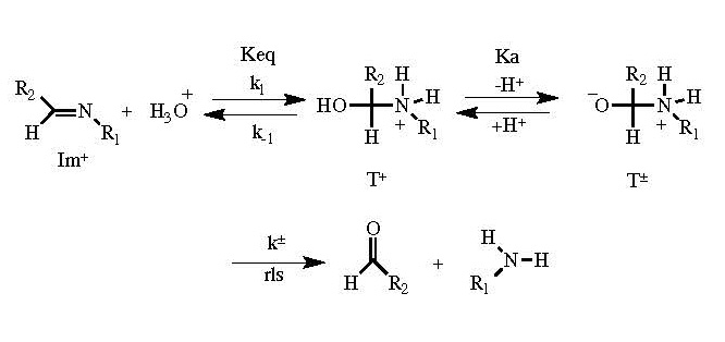 Dr. Predecki Figure 3: Imine Hydrolysis under Acidic Conditions (where R1 and R2 are carbon chains)