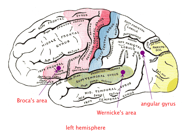 Speech and the Brain